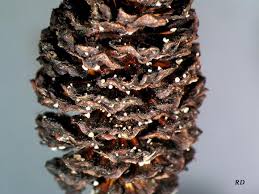 Attēlu rezultāti vaicājumam “Mollisia amenticola”