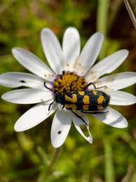 Image result for Dimorphotheca pluvialis