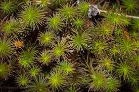 Attēlu rezultāti vaicājumam “Polytrichum commune var. perigoniale”