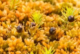 Attēlu rezultāti vaicājumam “Sphagnum warnstorfii”