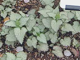 Attēlu rezultāti vaicājumam “Lamium maculatum leaf”