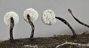 Attēlu rezultāti vaicājumam “Didymium serpula macro”