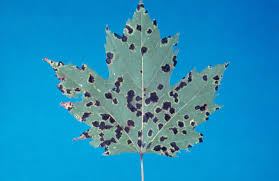 Attēlu rezultāti vaicājumam “Rhytisma acerinum”