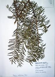 Attēlu rezultāti vaicājumam “Taxus wallichiana”