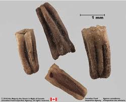Attēlu rezultāti vaicājumam “Tripleurospermum inodorum”