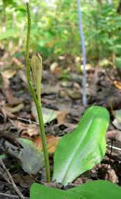 Attēlu rezultāti vaicājumam “Liparis loeselii flower”