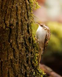 Attēlu rezultāti vaicājumam “Certhia familiaris”