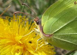 Attēlu rezultāti vaicājumam “Gonepteryx rhamni male”