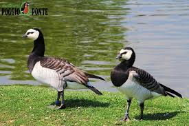 Attēlu rezultāti vaicājumam “Branta leucopsis adult”