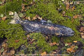 Image result for Oncorhynchus tshawytscha