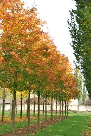 Attēlu rezultāti vaicājumam “Acer platanoides fo. schwedleri”