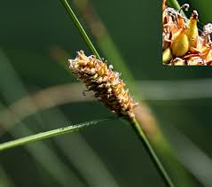 Attēlu rezultāti vaicājumam “Carex lasiocarpa fruit”