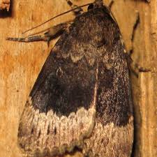 Attēlu rezultāti vaicājumam “Amphipyra perflua”