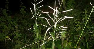 Attēlu rezultāti vaicājumam “Bromopsis inermis”