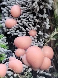 Attēlu rezultāti vaicājumam “Lycogala roseosporum spores”