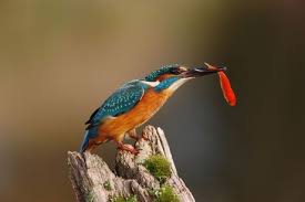 Attēlu rezultāti vaicājumam “Alcedo atthis adult”