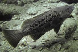 Image result for Mycteroperca olfax