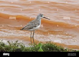 Attēlu rezultāti vaicājumam “Tringa stagnatilis adult”