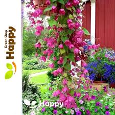 Image result for Rhodochiton atrosanguineum