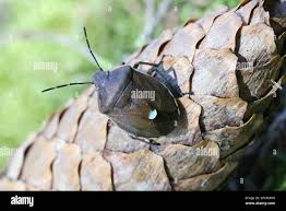 Attēlu rezultāti vaicājumam “Chlorochroa pinicola”