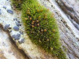 Attēlu rezultāti vaicājumam “Schistidium robustum”