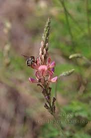 Attēlu rezultāti vaicājumam “Onobrychis arenaria”