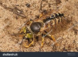 Attēlu rezultāti vaicājumam “Bembix rostrata”