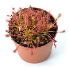 Attēlu rezultāti vaicājumam “Drosera anglica leaf”
