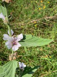 Image result for Althaea officinalis