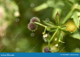 Attēlu rezultāti vaicājumam “Galium aparine fruit”
