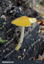 Attēlu rezultāti vaicājumam “Pluteus leoninus”