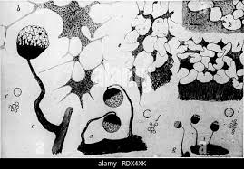 Attēlu rezultāti vaicājumam “Cribraria violacea spores”