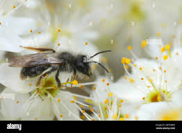 Attēlu rezultāti vaicājumam “Andrena vaga”