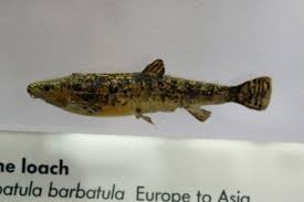 Attēlu rezultāti vaicājumam “Barbatula barbatula”