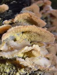 Attēlu rezultāti vaicājumam “Phlebia tremellosa”