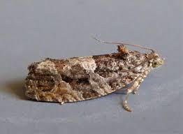 Attēlu rezultāti vaicājumam “Eudemis porphyrana”