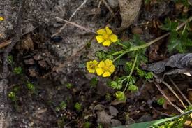 Attēlu rezultāti vaicājumam “Potentilla arenaria flower”