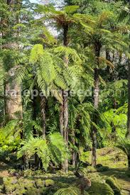 Attēlu rezultāti vaicājumam “Weissia squarrosa”