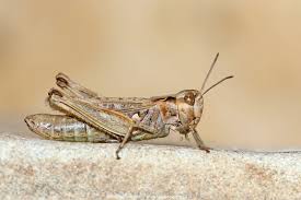 Attēlu rezultāti vaicājumam “Myrmeleotettix maculatus”