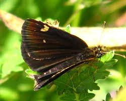 Attēlu rezultāti vaicājumam “Heteropterus morpheus upperside”