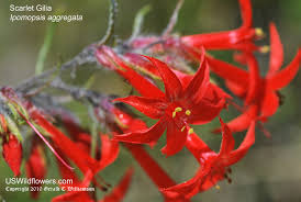 Attēlu rezultāti vaicājumam “Polemoniaceae”