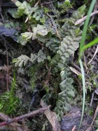 Attēlu rezultāti vaicājumam “Plagiochila asplenioides”