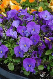 Image result for Viola cornuta