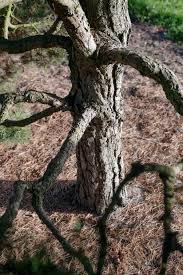 Attēlu rezultāti vaicājumam “Pinus sylvestris var. borussica”