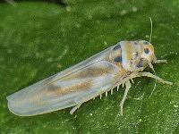 Attēlu rezultāti vaicājumam “Macrosteles sp.”