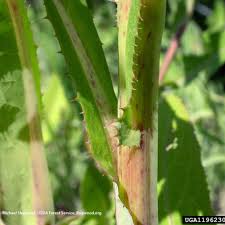 Attēlu rezultāti vaicājumam “Sonchus arvensis subsp. uliginosus leaf”