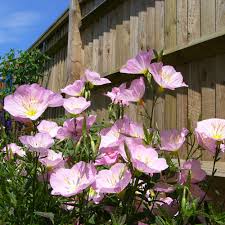 Attēlu rezultāti vaicājumam “Oenothera rubricauli flower”