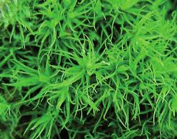 Attēlu rezultāti vaicājumam “Dicranum montanum sporophyte”