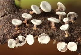 Attēlu rezultāti vaicājumam “Diderma hemisphaericum macro”