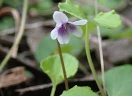 Attēlu rezultāti vaicājumam “Viola epipsila leaf”